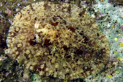 Otinodoris raripilosa - Otinodoris raripilosa