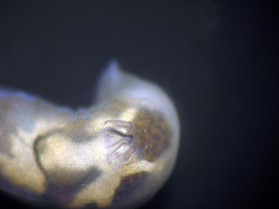 Gymnodoris sp. 6 - Gymnodoris sp. 6