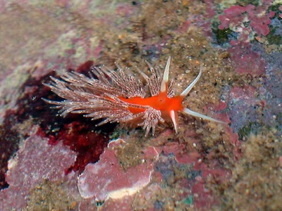 Facelina sp. 1 - Facelina sp. 1