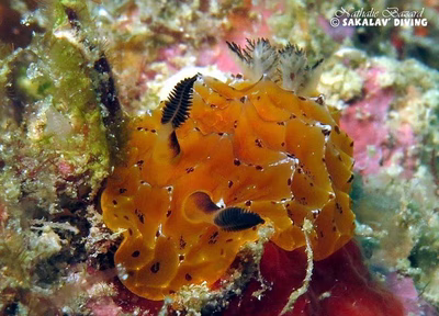 Halgerda dalanghita - Halgerda dalanghita