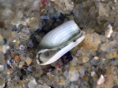 Retusa sp. 5 - Retusa sp. 5