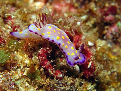 Thorunna sp. 5 - Thorunna sp. 5