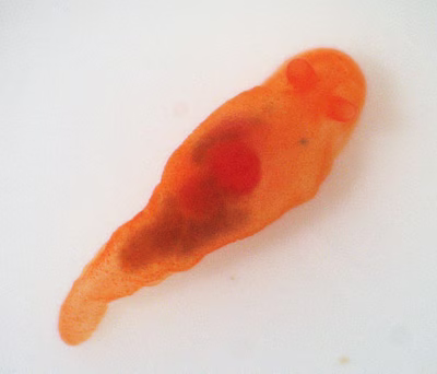 Vayssierea felis - Vayssierea felis