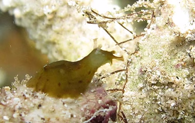 Phyllaplysia padinae - Phyllaplysia padinae