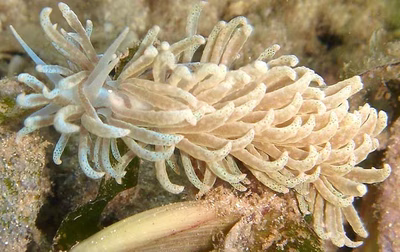 Phyllodesmium sp. 5 - Phyllodesmium sp. 5