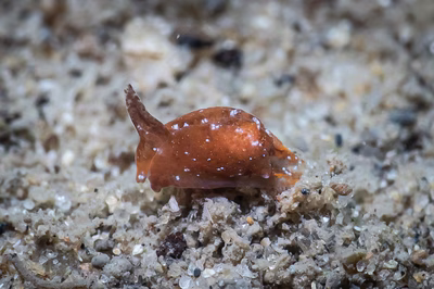 Siphopteron sp. 4 - Siphopteron sp. 4