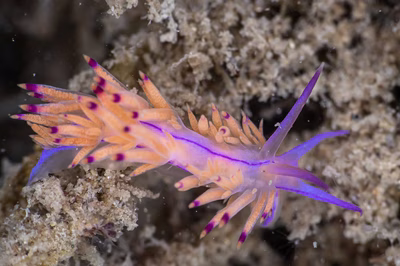 Unidentia sp. 11 - Unidentia sp. 11