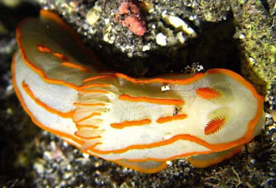 Gymnodoris striata - Gymnodoris striata