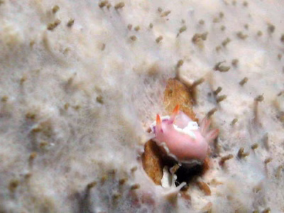 Thorunna halourga - Thorunna halourga