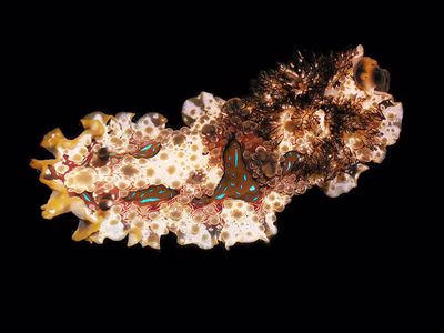 Dendrodoris denisoni - Dendrodoris denisoni