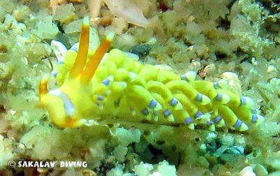 Cuthona sp. 10 - Cuthona sp. 10