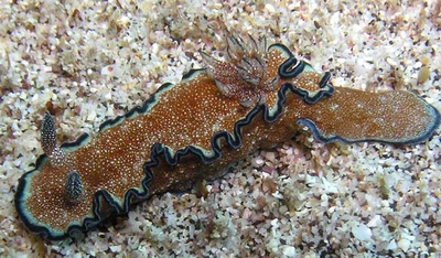 Glossodoris cincta - Glossodoris cincta