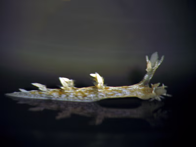 Bornella hermanni - Bornella hermanni