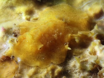 Discodoris sp. 5 - Discodoris sp. 5