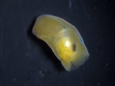 Philine trapezia - Philine trapezia