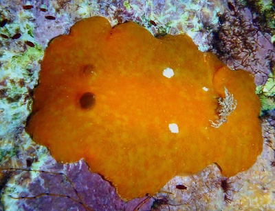 Platydoris sanguinea - Platydoris sanguinea