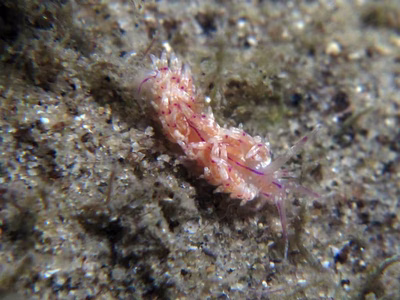 Unidentia sp. 4 - Unidentia sp. 4