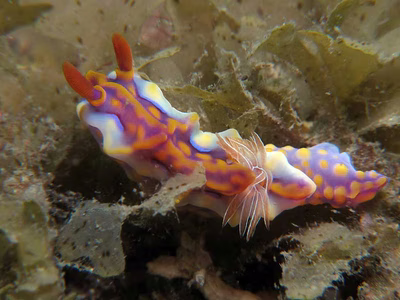 Miamira magnifica - Miamira magnifica