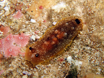 Dendrodoris sp. 5 - Dendrodoris sp. 5