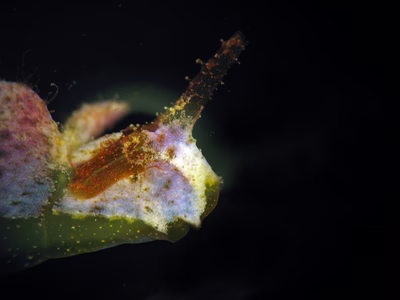 Elysia sp. 14 - Elysia sp. 14