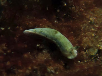 Dermatobranchus sp. 8 - Dermatobranchus sp. 8