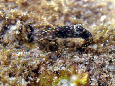Gymnodoris sp. 16 - Gymnodoris sp. 16