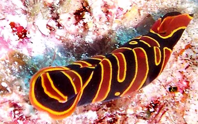 Mariaglaja mandroroa - Mariaglaja mandroroa