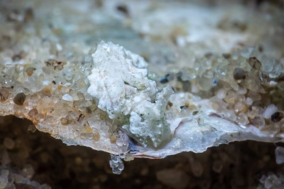 Elysia sp. 24 - Elysia sp. 24