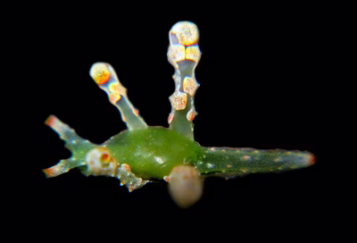 Lobiger viridis - Lobiger viridis