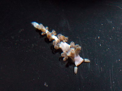 Baeolidia sp. 1 - Baeolidia sp. 1