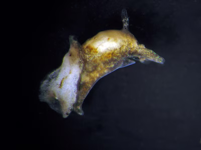 Niparaya sp. 3 - Niparaya sp. 3