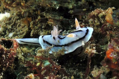 Chromodoris willani - Chromodoris willani