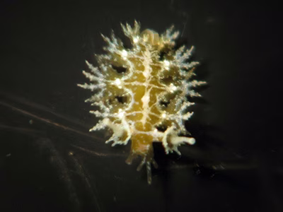 Hancockia burni - Hancockia burni