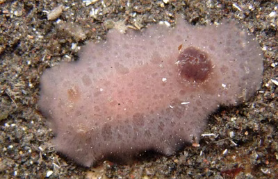 Jorunna ramicola - Jorunna ramicola