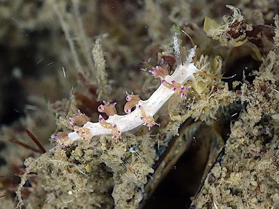 Facelina sp. 13 - Facelina sp. 13