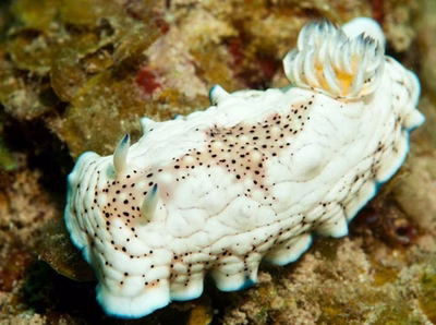 Chromodoris sp. 1 - Chromodoris sp. 1