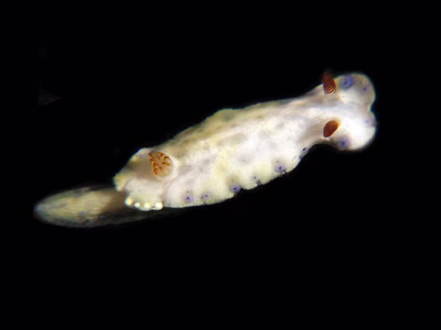 Hypselodoris sp. 7 - Hypselodoris sp. 7