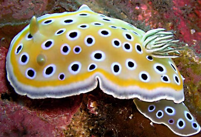 Goniobranchus geminus - Goniobranchus geminus