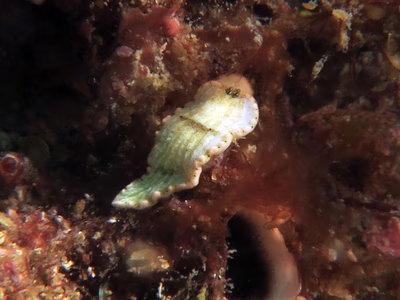 Dermatobranchus fasciatus - Dermatobranchus fasciatus