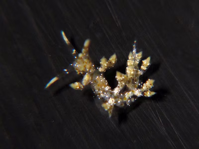 Eubranchus sp. 5 - Eubranchus sp. 5