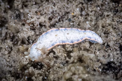 Dermatobranchus sp. 12 - Dermatobranchus sp. 12