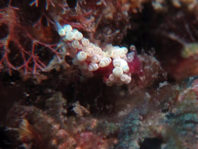 Abronica sp. 2 - Abronica sp. 2