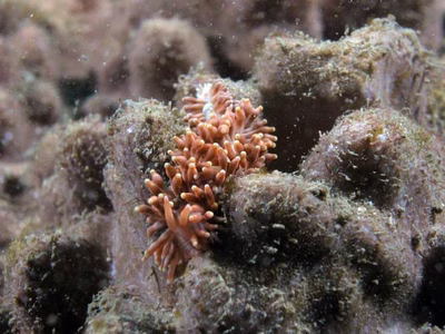 Tenellia sp. 41 - Tenellia sp. 41