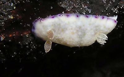 Goniobranchus alius - Goniobranchus alius