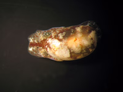 Haminoea sp. 7 - Haminoea sp. 7