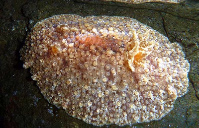 Carminodoris pustulata - Carminodoris pustulata