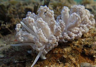 Phyllodesmium tuberculatum - Phyllodesmium tuberculatum