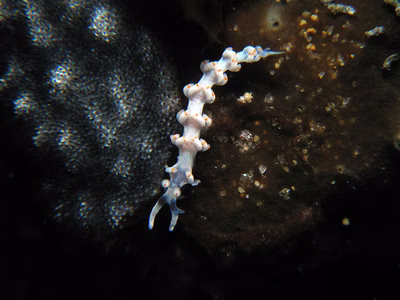 Flabellina sp. 1 - Flabellina sp. 1