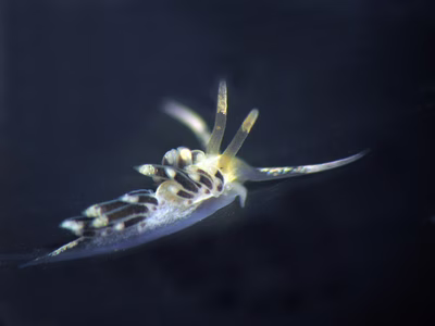 Facelina sp. 10 - Facelina sp. 10