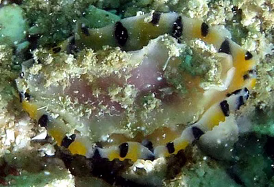 Phyllidiopsis sp. 3 - Phyllidiopsis sp. 3